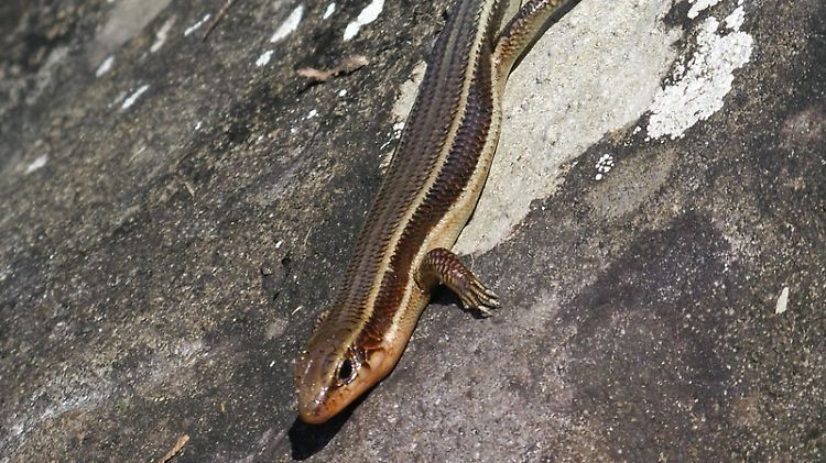 Ein Skink sonnt sich auf einem Stein.