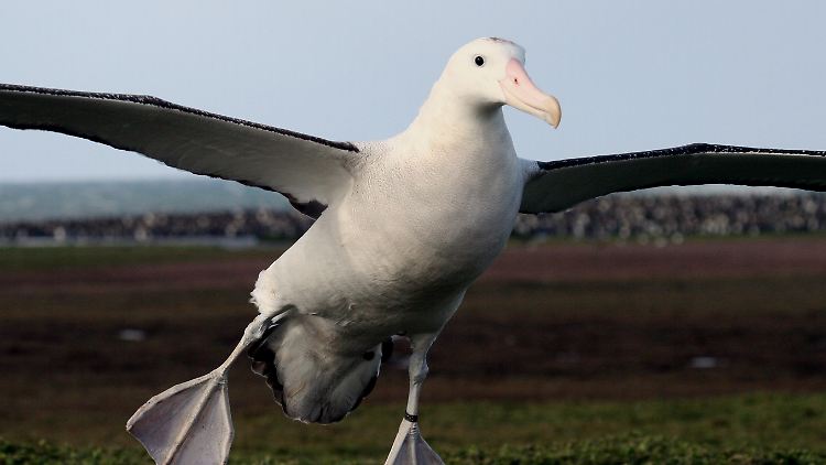 Auf der Erde gibt es 21 verschiedene Albatrossarten.