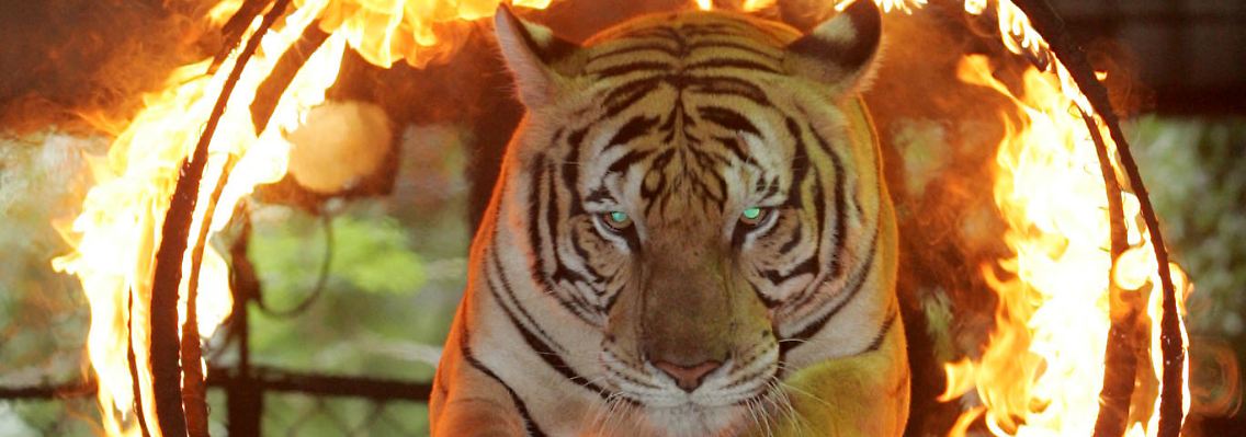 Gesprungen ist der Tiger bereits...