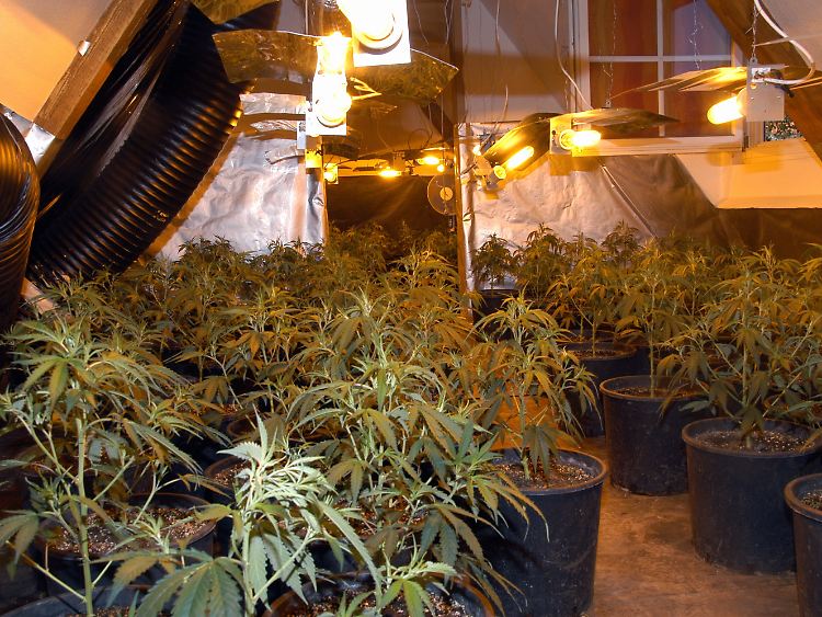 Eine der Haus-Plantagen.