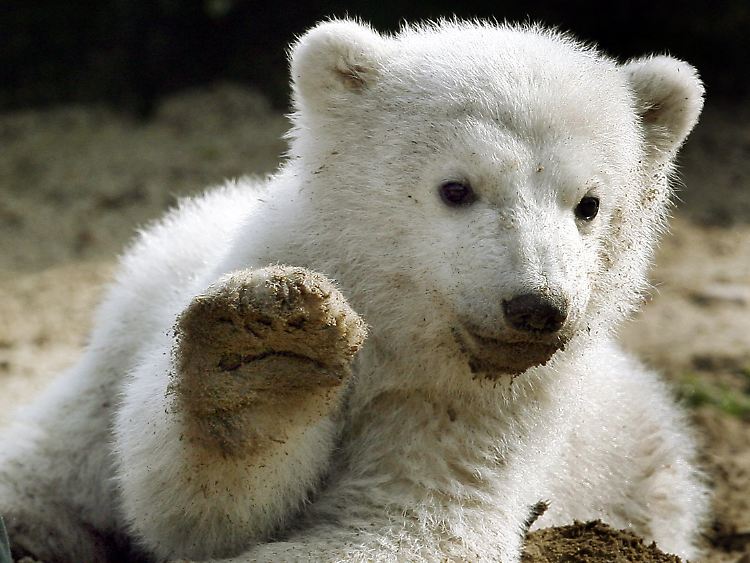Eisbär-Baby Knut begrüßt bei seinem ersten öffentlichen Auftritt im Berliner Zoo die Besucher. (Archivfoto 23.03.2007)