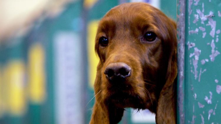 Ein solcher Irish Setter erleichterte sich einst aus Angst auf Romneys Auto.