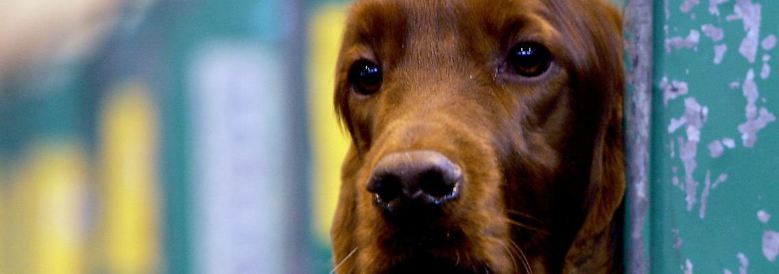 Ein solcher Irish Setter erleichterte sich einst aus Angst auf Romneys Auto.