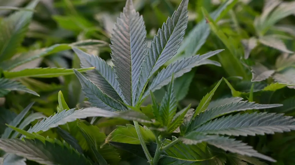 Ueber-500-Cannabis-Pflanzen-wurden-gefunden