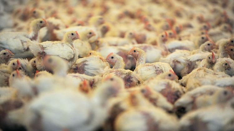 In einem der Hähnchenställe für den Geflügelproduzenten "Wiesenhof" in Visbek werden 30.000 Jungtiere gehalten.