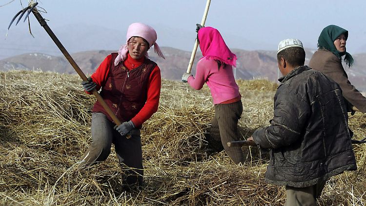 Die Landwirtschaft in China ist ein hartes Geschäft.
