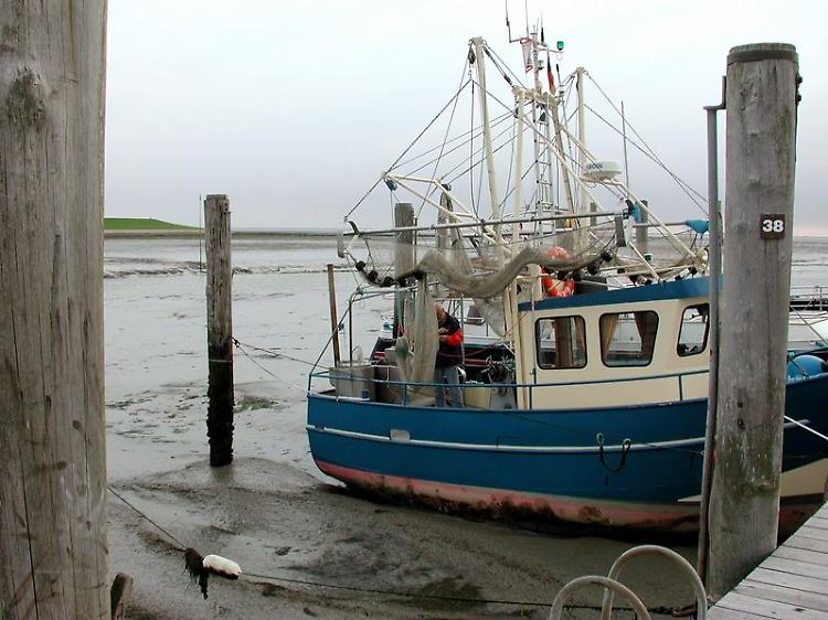 Fischkutter bei Ebbe im Hafen von Pellworm.