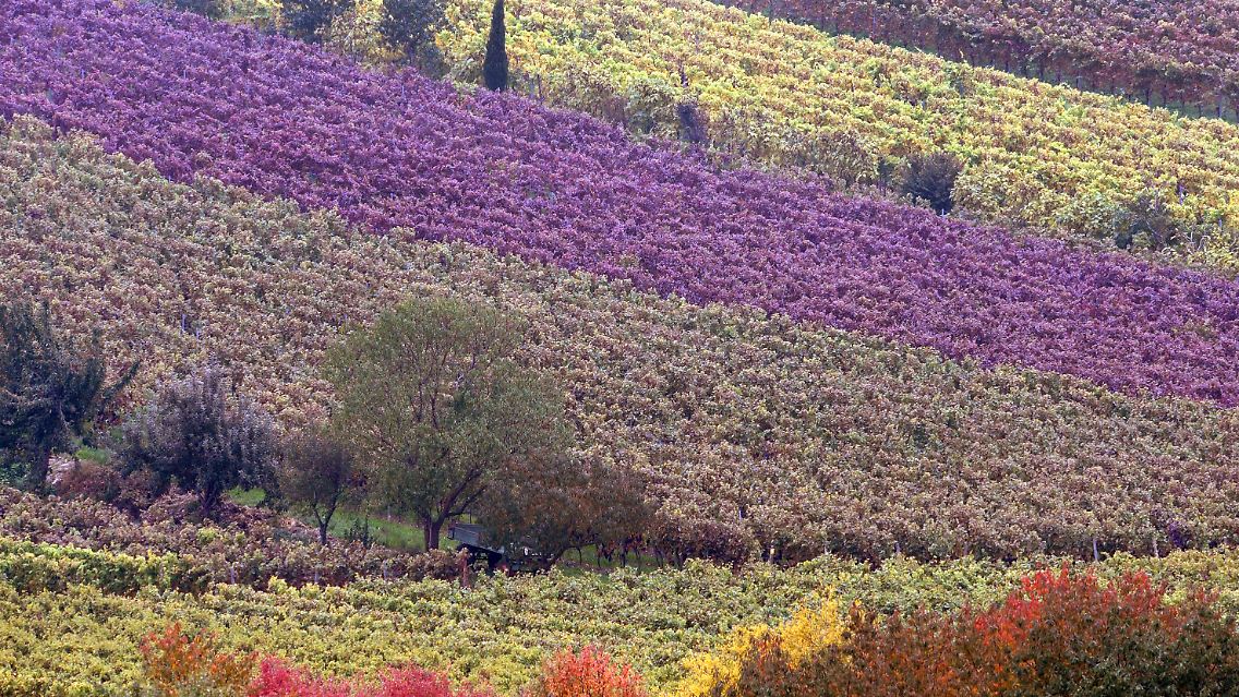 Bunt verfärbt sind die Weinberge um Gimmeldingen bei Neustadt an der Weinstraße.