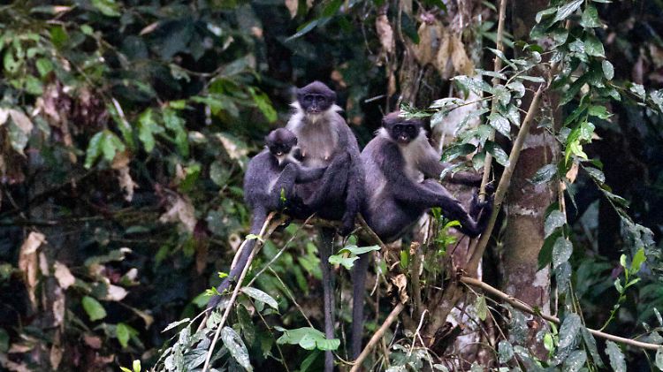 Gruppe der wiederentdeckten Grauhaarige Hose-Languren im Wehea-Wald auf Borneo.