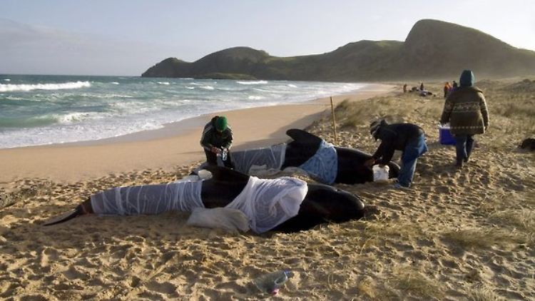 Immer wieder stranden Grindwale in Neuseeland  - wie hier im September 2010.