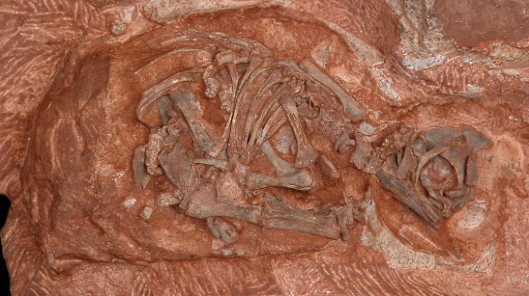 Skelett des Embryos eines Massospondylus aus einem Nest früher Saurier: Der Kopf wurde nach dem Tod des Embryos aus der Eierschale getrieben, möglicherweise durch die Bildung von Fäulnisgasen.