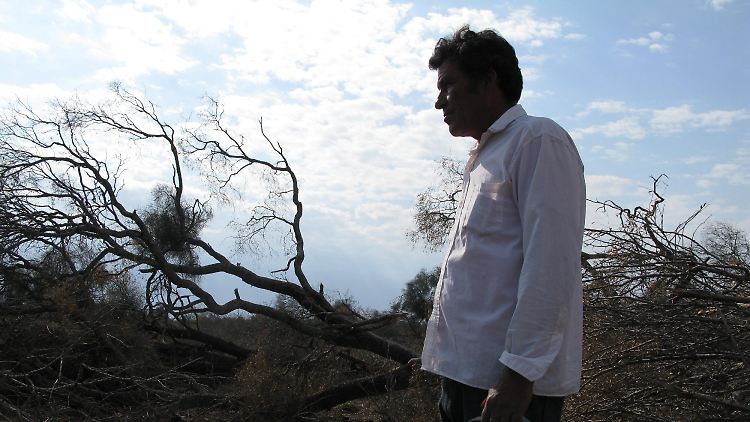 Der Kleinbauer Chala Maldonado steht vor den Resten eines gerade erst gerodeten Naturwaldes in der argentinischen Provinz Chaco.