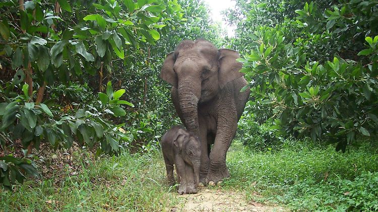 Ein Sumatra-Elefantenkalb und seine Mutter im Tesso Nilo National Park bei Riau in Indonesien.