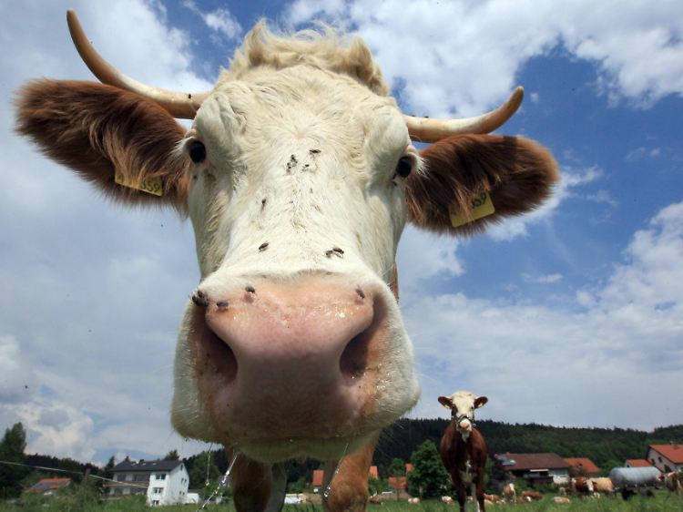 Auch Kühe wollen nicht bloß eine Nummer sein.