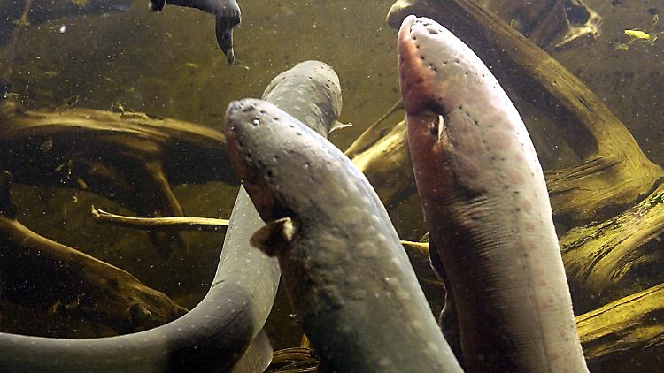 Elektrische Fische kommunizieren mit schwachen Strömen und elektrischen Feldern.