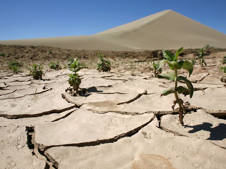 Nur wenige Pflanzen wachsen auf dem ausgetrockneten Boden der Wüste in der Nähe der chinesischen Oasenstadt Dunhuang.