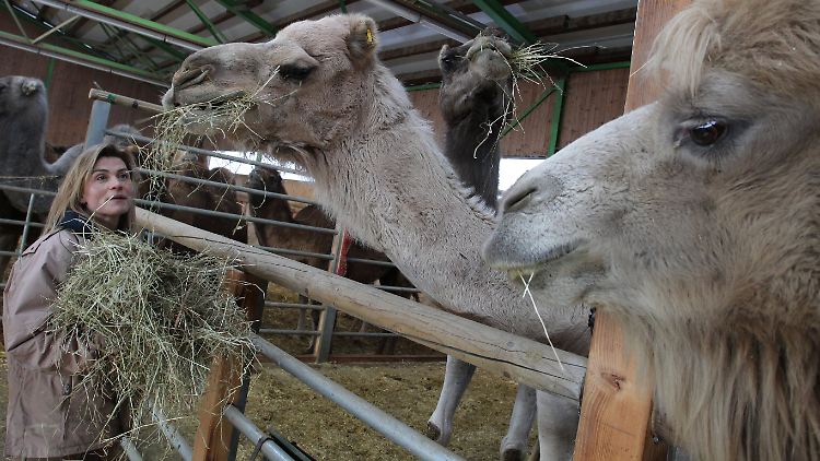 Christine Sieber füttert auf ihrer Kamelfarm bei Seeg eines ihrer Kamele.