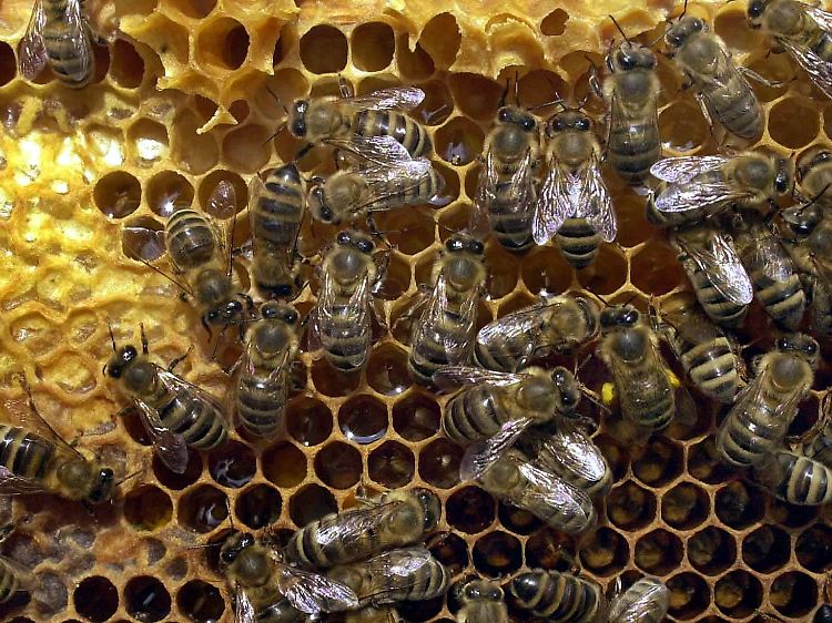 Weltweit sterben immer mehr Bienen, warum weiß bisher niemand.