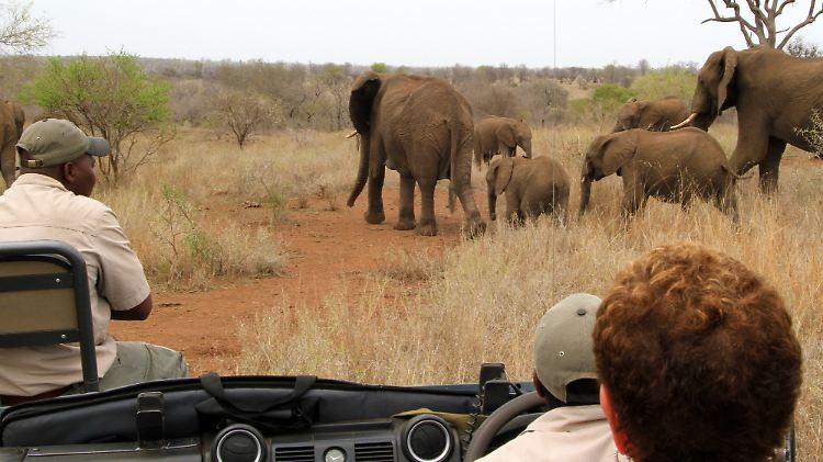 Der größte der "Big Five": Bei der Safari im "Sabi Sand Game Reserve" tauchen die Elefanten manchmal direkt vor der Kühlerhaube auf. 
