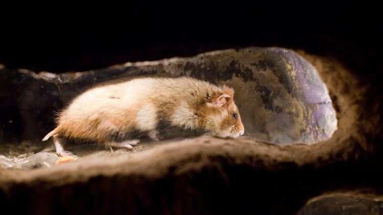 Ein Feldhamster im Höhlenbereich im Osnabrücker Zoo. 