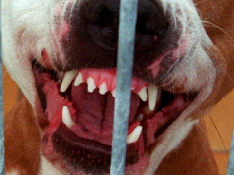 Bei Kampfhunden muss generell von einer abstrakten Gefährlichkeit ausgegangen werden.