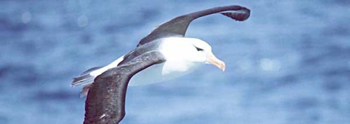 Ein Schwarzbrauenalbatros.