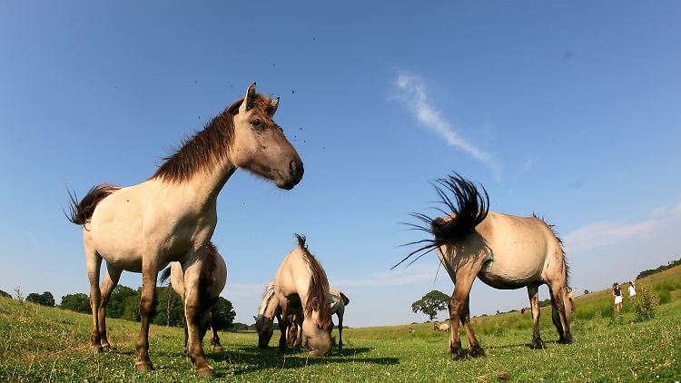 Konik-Pferde im Naturschutzgebiet Geltinger Birk im Kreis Schleswig-Flensburg.