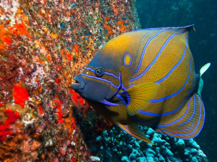 Prächtige Riffbewohner wie dieser Ring-Kaiserfisch (Pomacanthus annularis) sind auf jedem Tauchgang um die Similan-Inseln zu sehen.