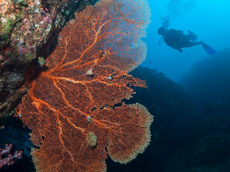 An den Felsblöcken und Steilwänden der Similan Inseln wachsen riesige Gorgonien.