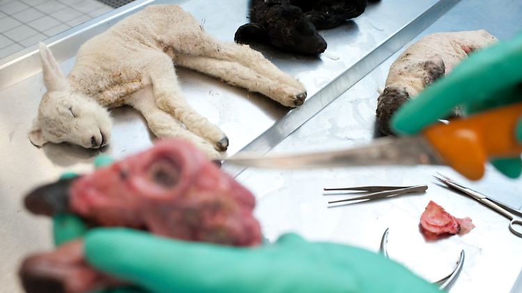 Forscher versuchen, dem Virus auf die Spur zu kommen.