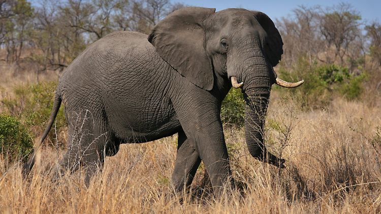 Normaler Lebensraum:  afrikanischer Elefant im hohen Steppengras des Krüger Nationalparks in Südafrika.