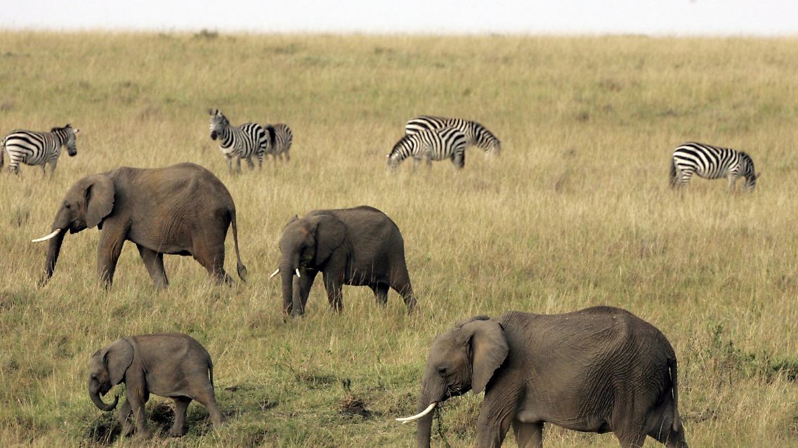 Naturerleben: Elefanten und Zebras im Masai Mara Nationalpark in Kenia.
