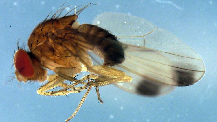 Die Drosophila suzukii, die Kirschessigfliege, wird erstmals im Herbst in Deutschland entdeckt.
