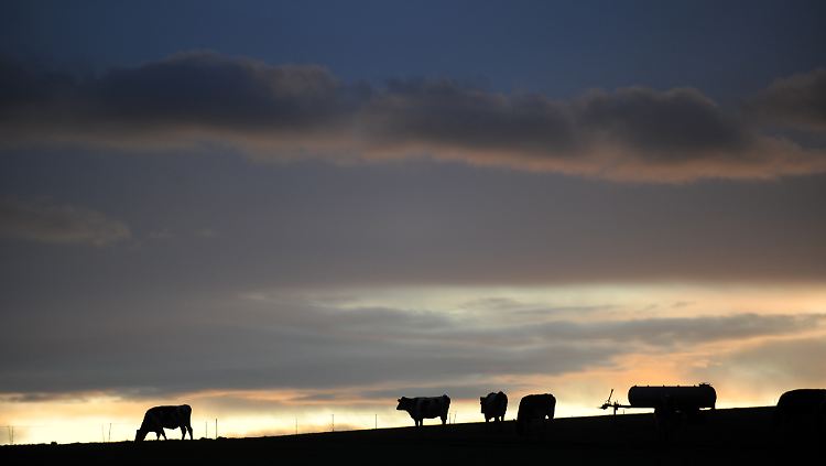 "Glückliche" Rinder von Weiden und Almen liefern auch schmackhaftes Fleisch.