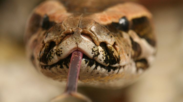 Ein Tigerpython.
