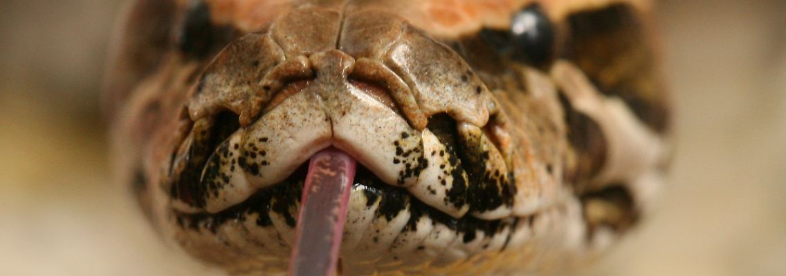 Ein Tigerpython.