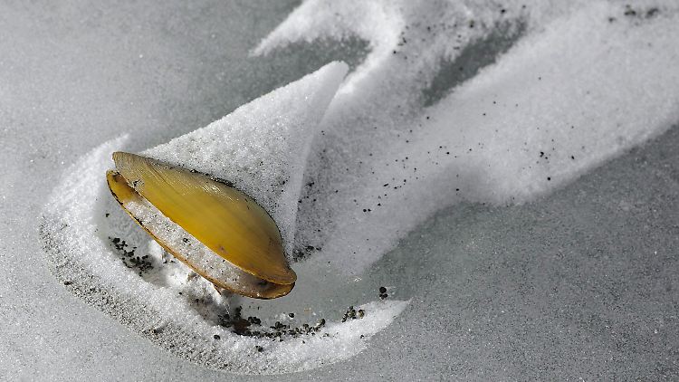 Eingefrorene Muschel: Der Eiswinter hat Europa im Griff