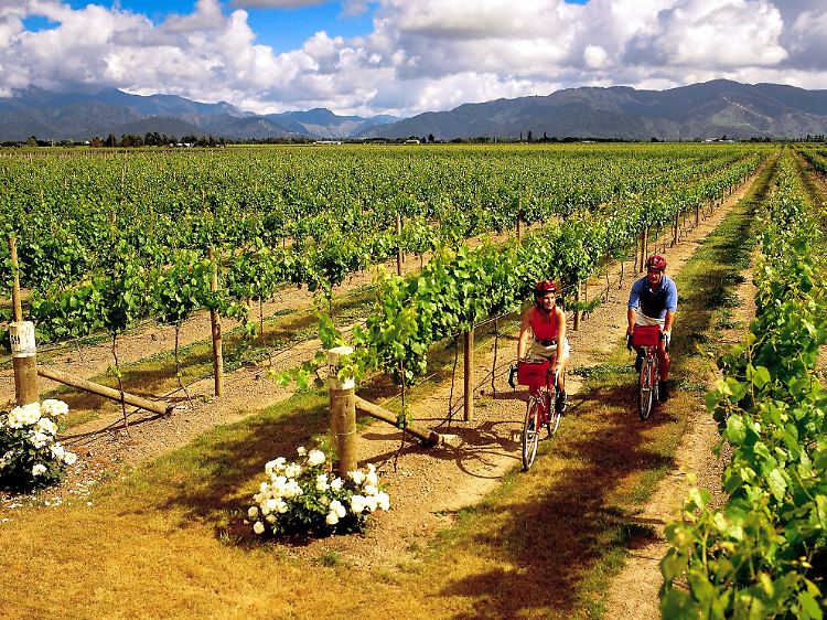 Wie hier in der Region Marlborough wird Wein in Neuseeland überall zu ebener Erde angebaut - "Weinberge" gibt es in der Hügellandschaft nicht.