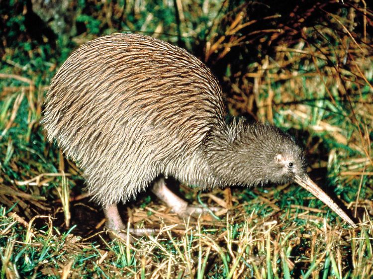 Ein ungewöhnlicher Vogel: Der Kiwi ist das Nationalsymbol Neuseelands.