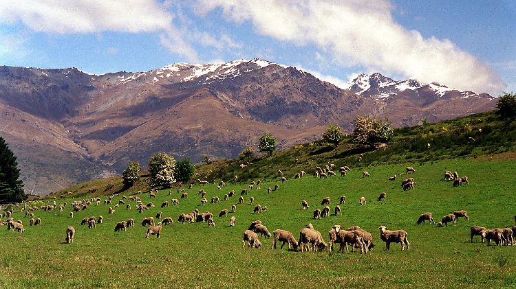 Zwölf Schafe pro Einwohner: Die großen Herden prägen - wie hier in der Nähe von Queenstwon auf der Südinsel - an vielen Stellen das Landschaftsbild in Neuseeland.