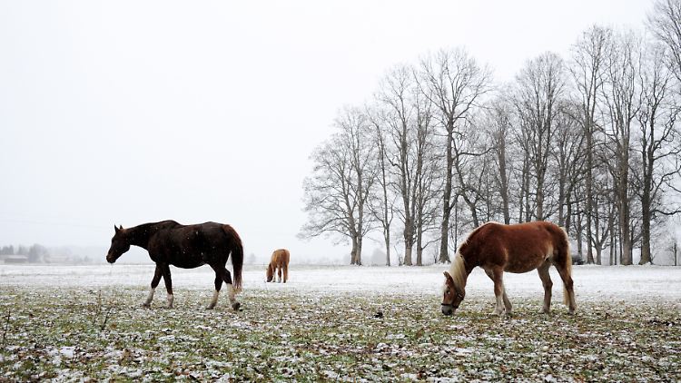Mit einem trockenen Stall im Rücken kein Problem: Pferde auf der Winterweide.