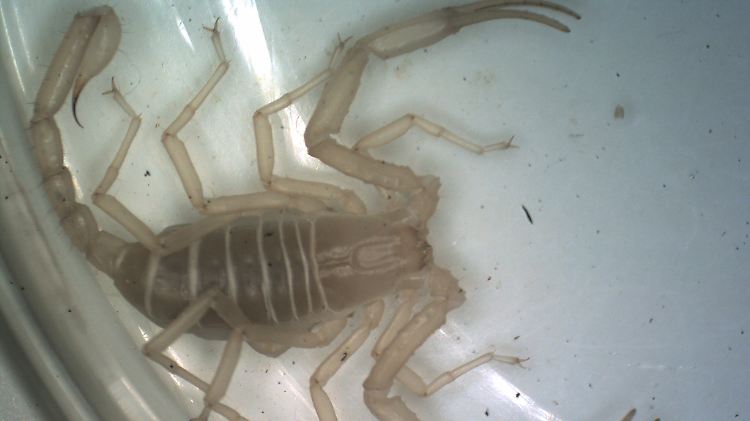 Der neu entdeckte Skorpion bekommt den Namen Vietbocap thienduongensis.