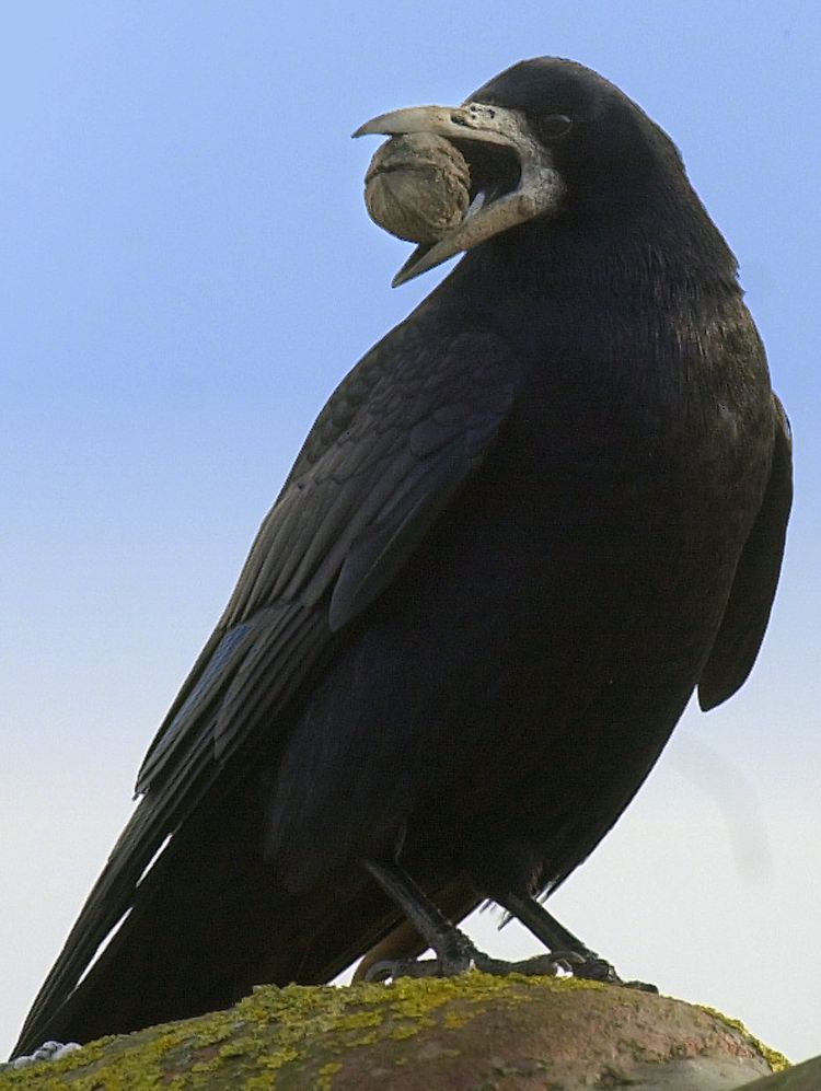 Der lateinische Name der Saatkrähe - Corvus frugilegus - kann mit Früchte sammelnder Rabe übersetzt werden.