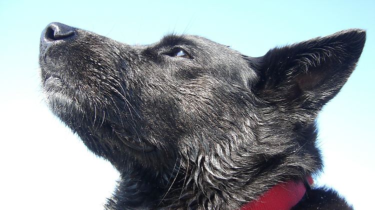 Ein Rinderzüchter braucht keinen Hund, meinen die Richter.