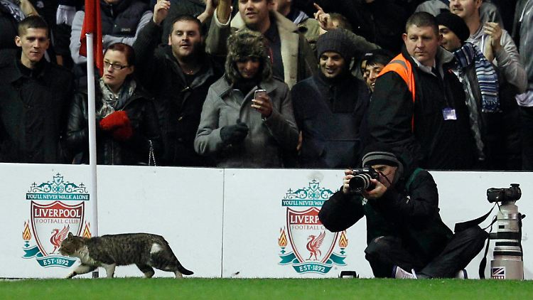Einen Namen hat die Anfield-Katze nicht, aber drei Twitter-Accounts und fast 50.000 Fans.