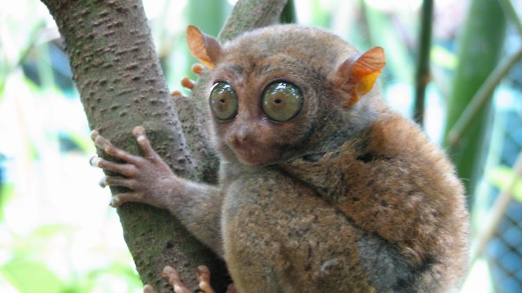 Ein Philippinen-Koboldmaki mit seinen typischen Riesen-Augen.