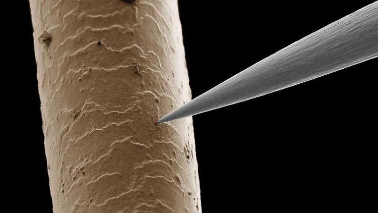Größenvergleich: ein Haar mit einem Nanoteilchen an der winzig kleinen Spitze eines Roboters.