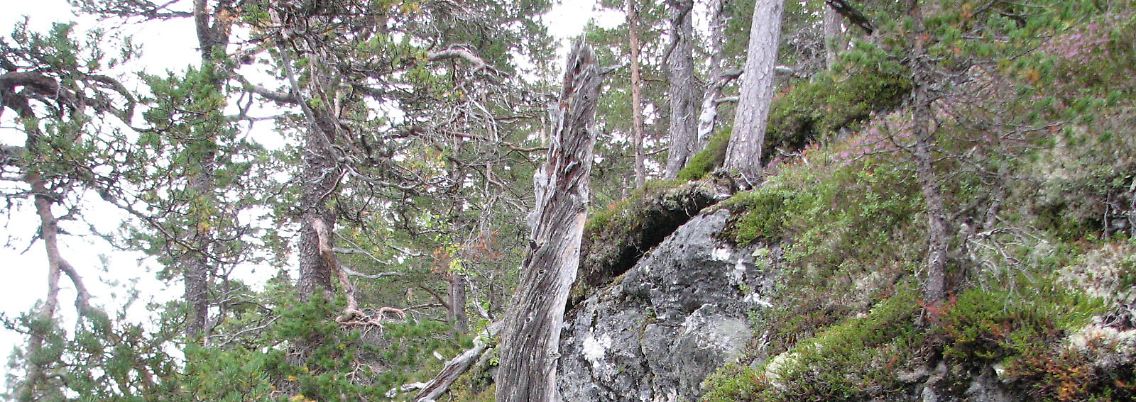 Ein Baum, "gestorben" im Jahr 1333.