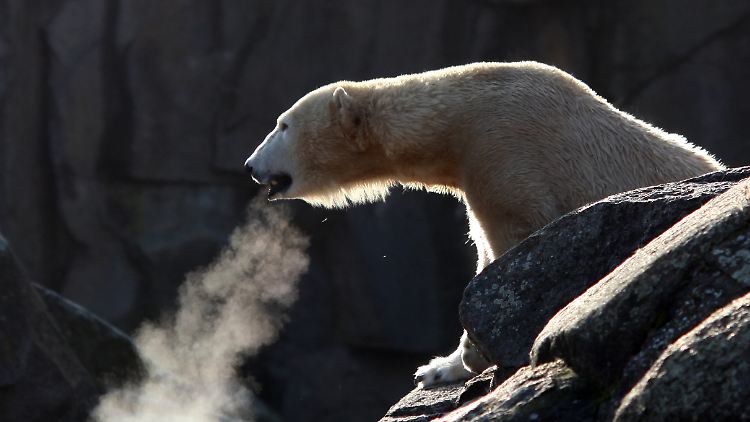 Glaubt man den Prognosen, ist ein Ende der Eiszeit absehbar