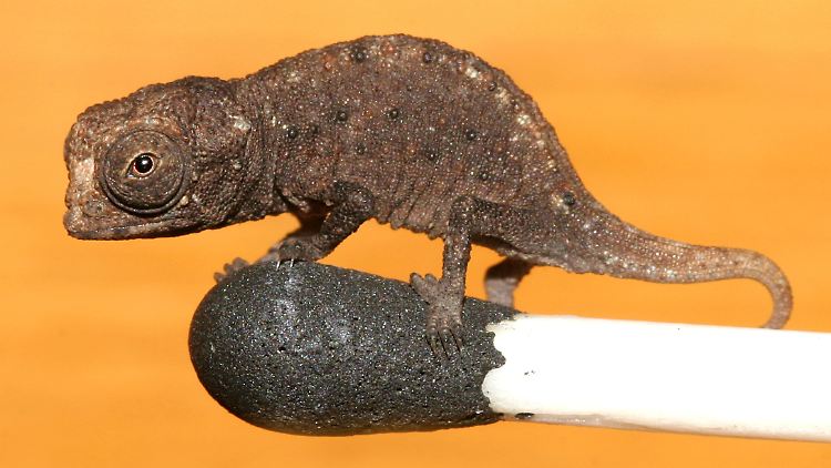 Das Chamäleons ist so klein, dass es auf einem Streichholz balancieren kann.
